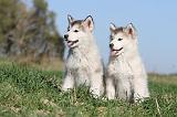 ALASKAN MALAMUTE 135